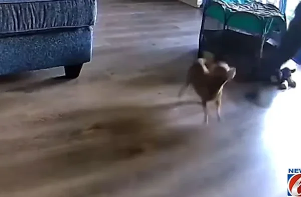 Sanford HVAC Worker Arrested After Dog-Treat Dispenser Video Shows Him Kicking a Homeowner’s Dog, Police Say, Leaving the Pet Unconscious for Minutes