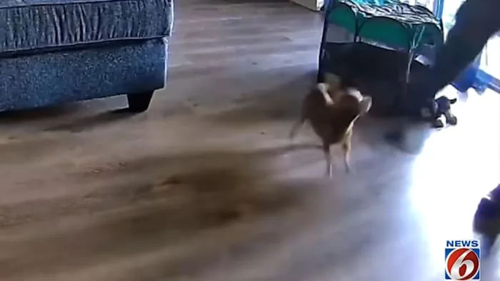 A small dog near a home camera and dog-treat dispenser inside a Sanford house