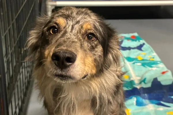 Animal Rescue Corps Brings 86 Dogs and Two Kittens From Missouri Breeding Operations to Its Nashville Area Rescue Center for Vet Care and Adoption Prep