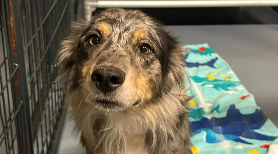 Rescued dogs and two kittens arrive at an Animal Rescue Corps center for care and adoption prep